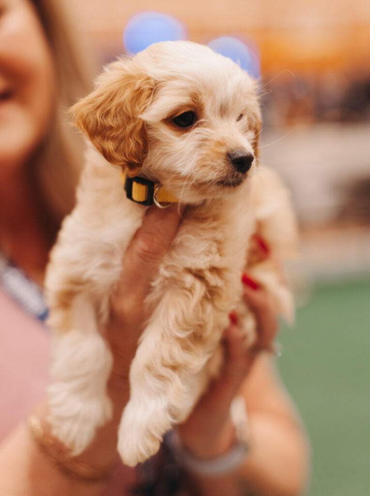 A person holds a small, fluffy tan and white puppy with a yellow collar. The puppy looks to the side while the background is blurred, highlighting the adorable dog.